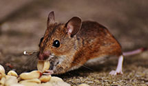 24 Hour & Emergency Exterminators in Danville, VA